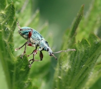Filename=groene-struiksnuitkever.jpg
Filesize=84KB
Dimensions=760x671
Date added=May 17, 2015 groene-struiksnuitkever.jpg