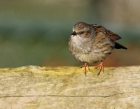 Filename=heggenmus.jpg
Filesize=144KB
Dimensions=960x750
Date added=Mar 20, 2011 heggenmus.jpg