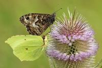Filename=hievlinder-en-cirtoenvlinder.jpg
Filesize=168KB
Dimensions=1020x686
Date added=Sep 09, 2014 hievlinder-en-cirtoenvlinder.jpg