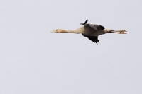 Filename=kraanvogel.jpg
Filesize=143KB
Dimensions=800x533
Date added=Dec 12, 2011 kraanvogel.jpg