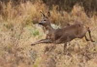 Filename=ree.jpg
Filesize=145KB
Dimensions=800x555
Date added=Dec 12, 2011 ree.jpg