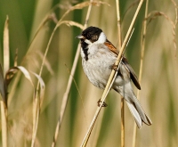 Filename=rietgors.jpg
Filesize=205KB
Dimensions=800x661
Date added=May 16, 2011 rietgors.jpg