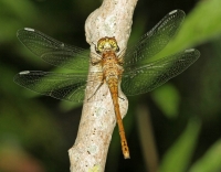 steenrode heidelibel.jpg