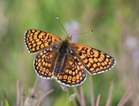 Filename=veldparelmoervlinder.jpg
Filesize=160KB
Dimensions=1080x827
Date added=May 15, 2015 veldparelmoervlinder.jpg