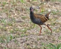 Filename=waterral 2.jpg
Filesize=158KB
Dimensions=920x744
Date added=May 23, 2011 waterral 2.jpg
