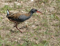 Filename=waterral.jpg
Filesize=157KB
Dimensions=920x704
Date added=May 23, 2011 waterral.jpg