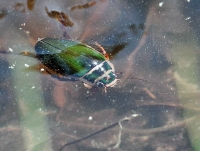 Filename=watertor.jpg
Filesize=157KB
Dimensions=960x728
Date added=Apr 27, 2011 watertor.jpg
