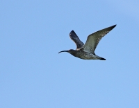 Filename=wulp.jpg
Filesize=147KB
Dimensions=800x625
Date added=Apr 01, 2012 wulp.jpg