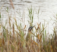 Filename=sized_002.JPG
Filesize=244KB
Dimensions=800x729
Date added=Oct 27, 2011 sized_002.JPG