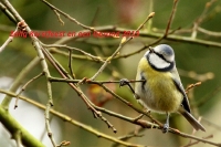 Filename=sized_011~1.JPG
Filesize=181KB
Dimensions=800x533
Date added=Dec 23, 2012 sized_011~1.JPG