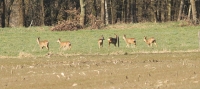 Filename=sized_024.JPG
Filesize=248KB
Dimensions=1100x491
Date added=Mar 08, 2011 sized_024.JPG
