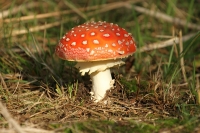 Filename=sized_026~5.JPG
Filesize=200KB
Dimensions=800x533
Date added=Oct 19, 2014 sized_026~5.JPG