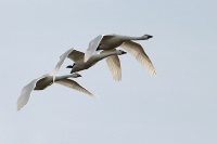 Filename=sized_050(001).JPG
Filesize=236KB
Dimensions=800x533
Date added=Dec 11, 2011 sized_050(001).JPG
