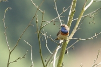 sized_104.JPG