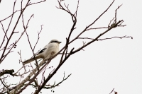 Filename=sized_110.JPG
Filesize=165KB
Dimensions=800x533
Date added=Jan 14, 2013 sized_110.JPG