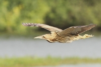 Filename=sized_133.JPG
Filesize=231KB
Dimensions=1100x734
Date added=May 26, 2011 sized_133.JPG