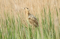 Filename=sized_134.JPG
Filesize=214KB
Dimensions=800x533
Date added=May 17, 2012 sized_134.JPG