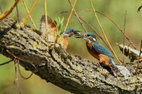 Filename=sized_178(001).JPG
Filesize=181KB
Dimensions=800x533
Date added=Aug 13, 2014 sized_178(001).JPG
