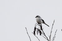 Filename=sized_191.JPG
Filesize=169KB
Dimensions=800x534
Date added=Jan 14, 2013 sized_191.JPG