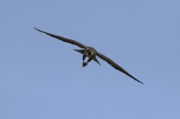 Filename=sized_196.JPG
Filesize=174KB
Dimensions=1100x733
Date added=May 24, 2011 sized_196.JPG