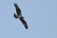 Filename=sized_209.JPG
Filesize=226KB
Dimensions=1100x735
Date added=Mar 28, 2011 sized_209.JPG
