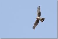Filename=sized_211~0.JPG
Filesize=188KB
Dimensions=800x537
Date added=Mar 26, 2012 sized_211~0.JPG
