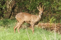 Filename=sized_215.JPG
Filesize=245KB
Dimensions=1100x733
Date added=Apr 12, 2011 sized_215.JPG