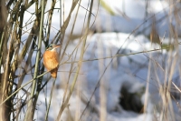 Filename=sized_252.JPG
Filesize=237KB
Dimensions=800x533
Date added=Feb 05, 2012 sized_252.JPG