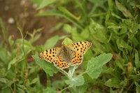 Filename=sized_N.JPG
Filesize=236KB
Dimensions=800x533
Date added=Aug 10, 2011 sized_N.JPG