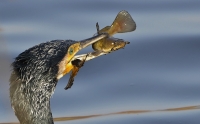 Filename=Aalscholver 4530.JPG
Filesize=287KB
Dimensions=1100x683
Date added=Feb 06, 2015 Aalscholver 4530.JPG