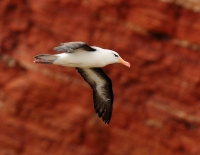 Filename=Albatros 6012.JPG
Filesize=266KB
Dimensions=1000x777
Date added=Jun 24, 2015 Albatros 6012.JPG