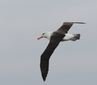 Filename=Albatros 6015.JPG
Filesize=266KB
Dimensions=1000x881
Date added=Jun 24, 2015 Albatros 6015.JPG