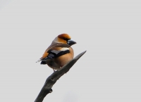 Filename=Appelvink 8849 (2).JPG
Filesize=122KB
Dimensions=800x581
Date added=Mar 05, 2013 Appelvink 8849 (2).JPG