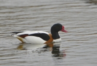 Filename=Bergeend 5857 (1).JPG
Filesize=227KB
Dimensions=1100x754
Date added=Mar 03, 2015 Bergeend 5857 (1).JPG