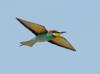 Filename=Bijeneter.JPG
Filesize=73KB
Dimensions=1010x752
Date added=May 05, 2011 Bijeneter.JPG