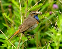 Filename=Blauwborst (2)~0.JPG
Filesize=151KB
Dimensions=800x640
Date added=Jul 05, 2011 Blauwborst (2)~0.JPG