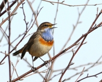 Filename=Blauwborst (2).JPG
Filesize=132KB
Dimensions=700x560
Date added=Mar 20, 2011 Blauwborst (2).JPG