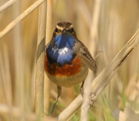 Filename=Blauwborst (3).JPG
Filesize=198KB
Dimensions=969x844
Date added=Mar 29, 2011 Blauwborst (3).JPG