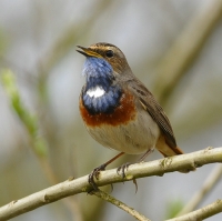 Filename=Blauwborst (4).JPG
Filesize=296KB
Dimensions=700x699
Date added=Mar 30, 2011 Blauwborst (4).JPG