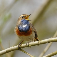 Filename=Blauwborst (5).JPG
Filesize=127KB
Dimensions=700x700
Date added=Mar 30, 2011 Blauwborst (5).JPG