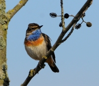 Filename=Blauwborst 1845.JPG
Filesize=265KB
Dimensions=700x610
Date added=Mar 20, 2012 Blauwborst 1845.JPG