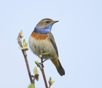 Filename=Blauwborst 7023.JPG
Filesize=289KB
Dimensions=900x784
Date added=Apr 09, 2014 Blauwborst 7023.JPG