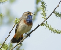 Filename=Blauwborst 7145.JPG
Filesize=268KB
Dimensions=900x739
Date added=Apr 09, 2014 Blauwborst 7145.JPG