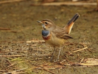 Filename=Blauwborst 7679.JPG
Filesize=257KB
Dimensions=900x678
Date added=Sep 15, 2015 Blauwborst 7679.JPG
