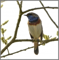 Filename=Blauwborst 7868.JPG
Filesize=235KB
Dimensions=926x944
Date added=Apr 13, 2015 Blauwborst 7868.JPG