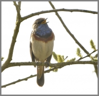 Filename=Blauwborst 7872.JPG
Filesize=231KB
Dimensions=926x896
Date added=Apr 13, 2015 Blauwborst 7872.JPG