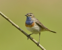 Filename=Blauwborst 7951.JPG
Filesize=256KB
Dimensions=900x733
Date added=May 14, 2014 Blauwborst 7951.JPG
