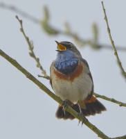 Filename=Blauwborst 8333 (2).JPG
Filesize=273KB
Dimensions=728x800
Date added=Apr 17, 2015 Blauwborst 8333 (2).JPG