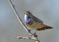 Filename=Blauwborst 8551.JPG
Filesize=295KB
Dimensions=1000x720
Date added=Apr 17, 2015 Blauwborst 8551.JPG