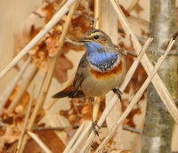 Blauwborst 8815.JPG